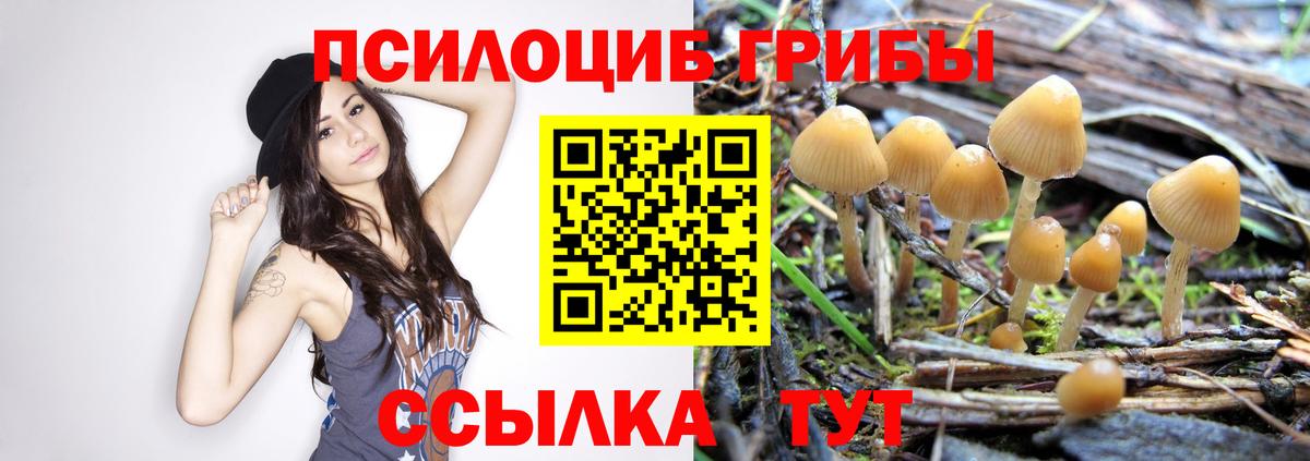 Псилоцибиновые грибы Cubensis Качканар